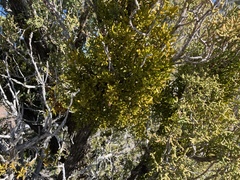 Phoradendron bolleanum