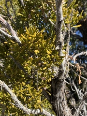 Phoradendron bolleanum