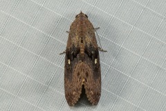 Odontodes seranensis