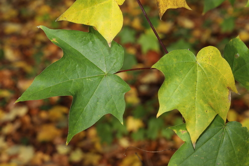 Cappadocian Maple (Acer cappadocicum)