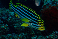 Plectorhinchus vittatus
