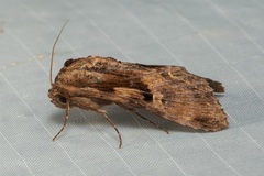 Aegilia describens