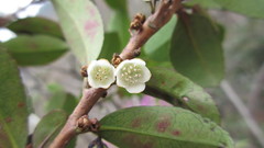 Eurya japonica