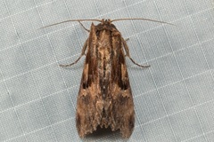 Aegilia describens
