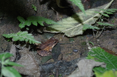 Leptodactylus ventrimaculatus