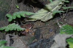 Leptodactylus ventrimaculatus