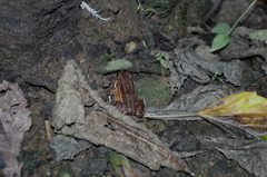 Leptodactylus ventrimaculatus
