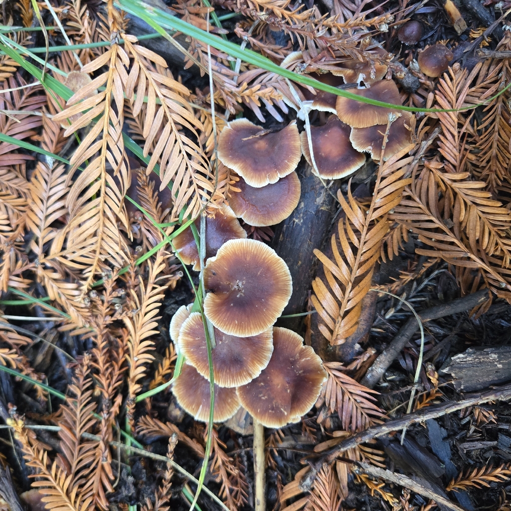 Gymnopus brassicolens · November 2025 · photo: © tierneyhennessy (iNaturalist, CC)