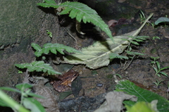 Leptodactylus ventrimaculatus