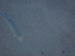 Caranx melampygus