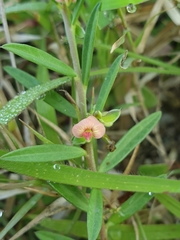 Polygala chinensis