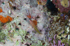 Ecsenius fijiensis
