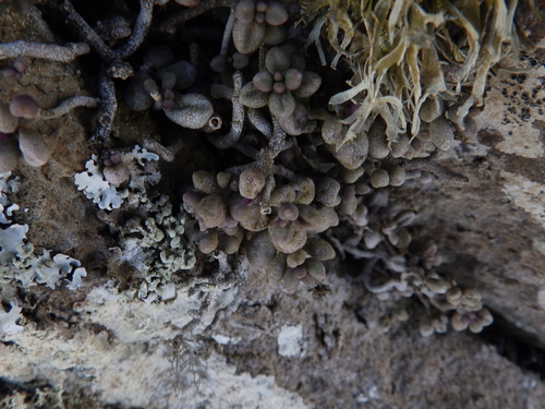 Monanthes laxiflora