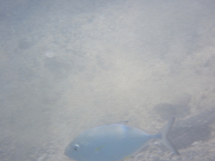Caranx melampygus