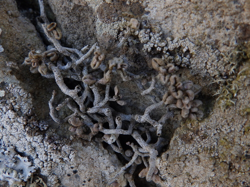 Monanthes laxiflora