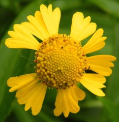 Helenium autumnale
