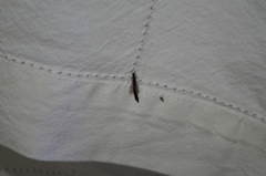 Lymexylidae