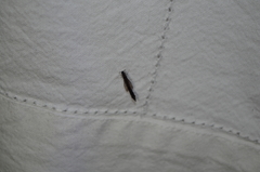 Lymexylidae