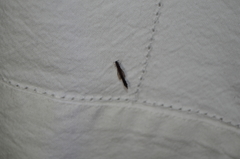 Lymexylidae