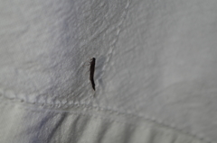 Lymexylidae