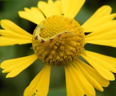 Helenium autumnale