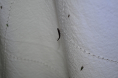 Lymexylidae