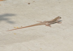 Aspidoscelis laredoensis