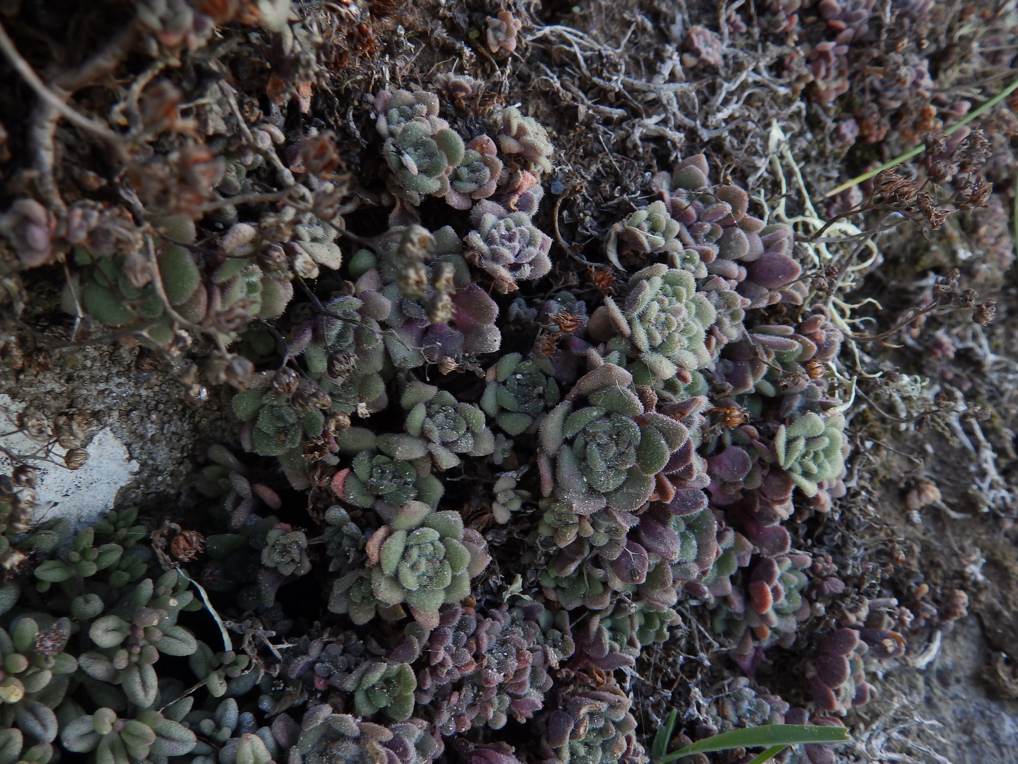 Sempervivum tortuosum Aiton 2