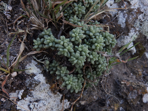 Sedum lancerottense R.P.Murray 2