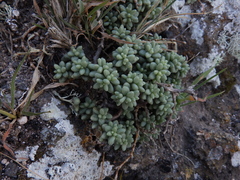 Sedum lancerottense, photograph amantedarmanin, CC BY, iNaturalist via GBIF