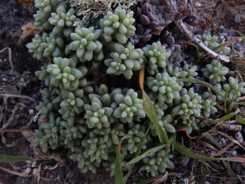 Sedum lancerottense, photograph 4