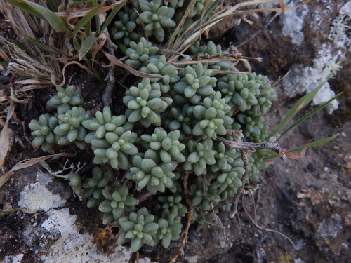 Sedum lancerottense R.P.Murray 3