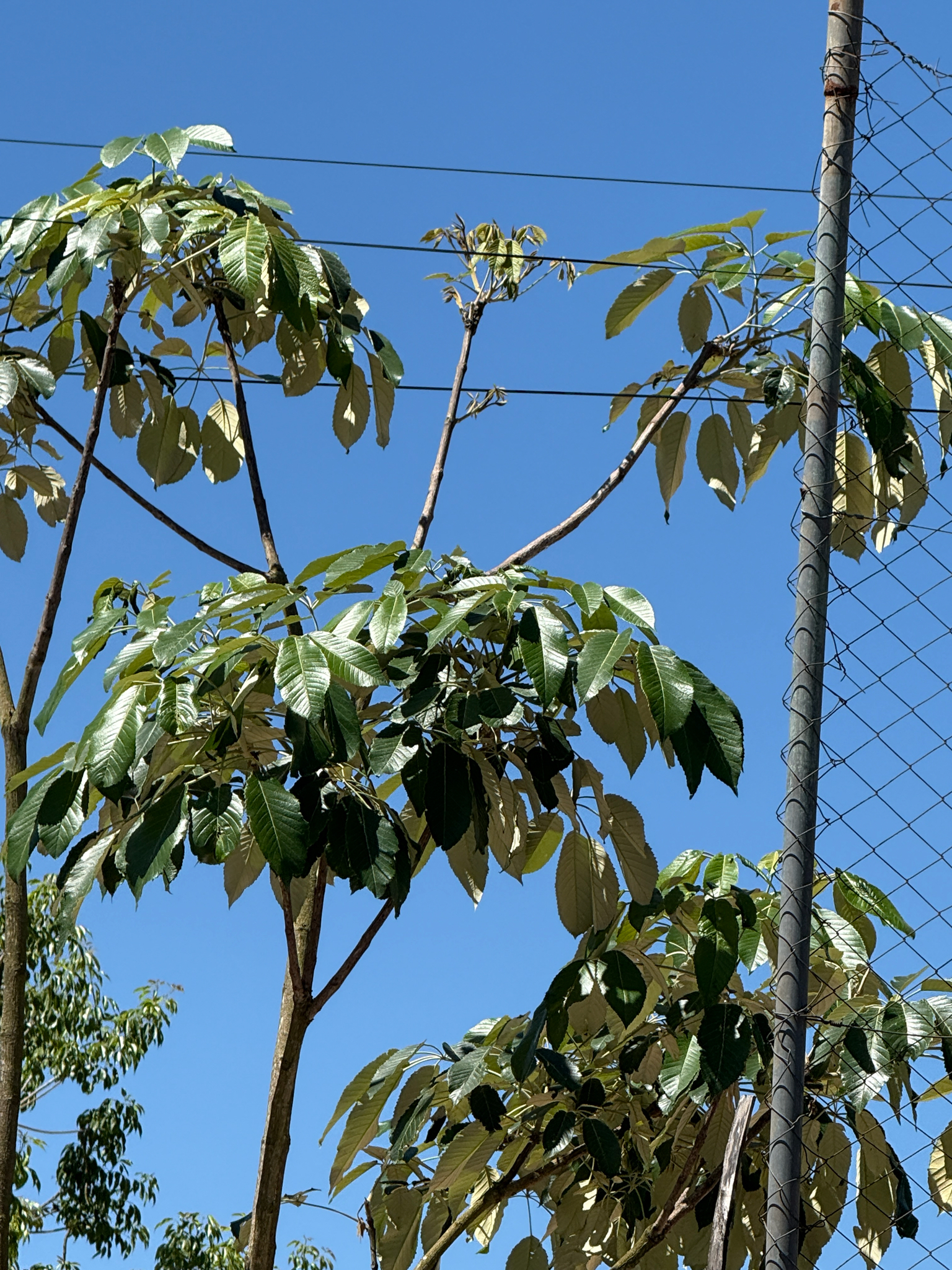 Handroanthus albus