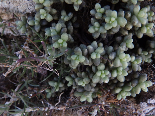 Sedum lancerottense, photograph 6
