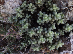Sedum lancerottense, photograph amantedarmanin, CC BY, iNaturalist via GBIF