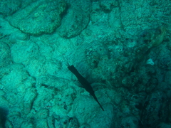 Forcipiger longirostris