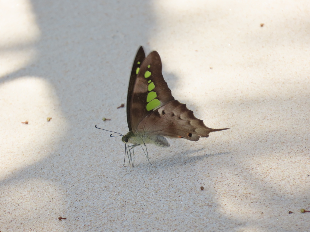Graphium empedovana (Graphium empedovana)