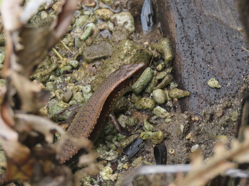 Eutropis multifasciata