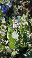 Arctostaphylos luciana