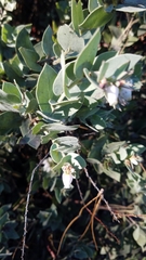 Arctostaphylos luciana