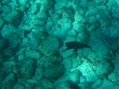 Forcipiger longirostris