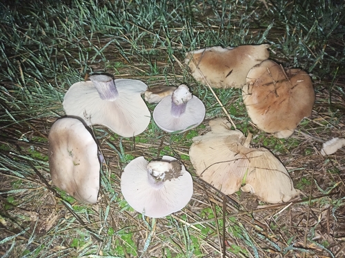 Field Blewit