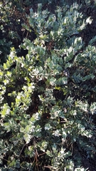 Arctostaphylos luciana