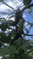 Canavalia cathartica