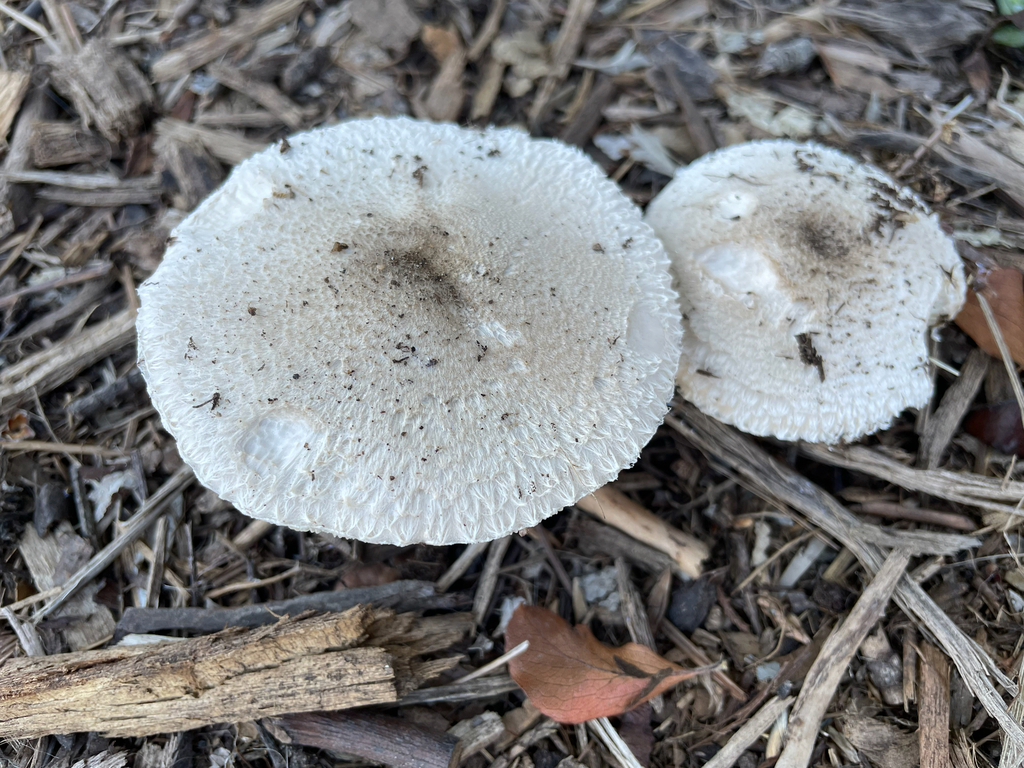 Leucocoprinus barssii · November 2025 · photo: © markvalen (iNaturalist, cc-by)