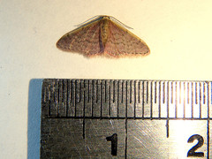 Idaea costaria