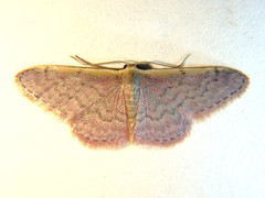 Idaea costaria