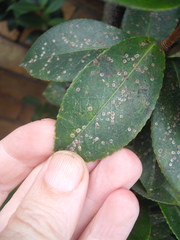 Chrysomphalus pinnulifer