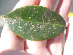 Chrysomphalus pinnulifer