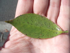 Chrysomphalus pinnulifer